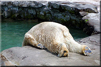 Polar bear hungover